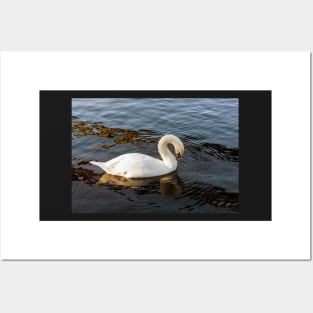 White swan on the water Posters and Art